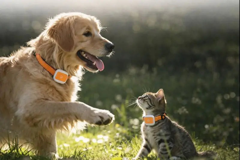 Traceur GPS Avancé - Trackly